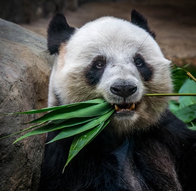 熊猫食用植物